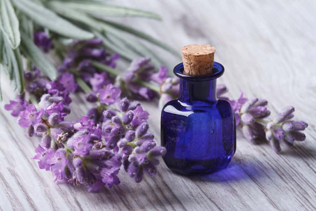 Lavender Oil Bottle with Lavender Flowers