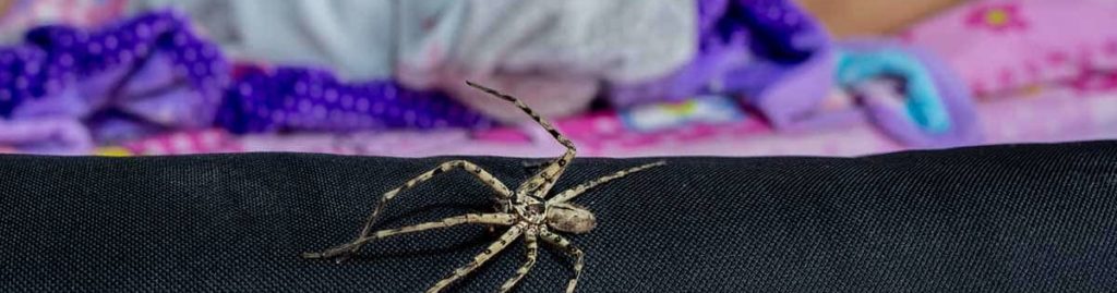 Spider on Bed