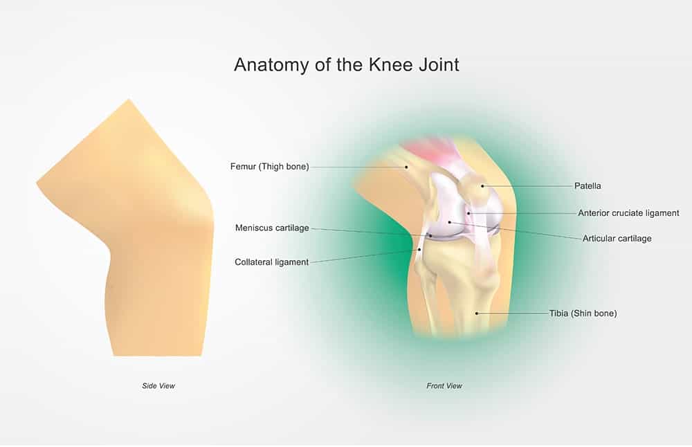 anatomy of knee joint