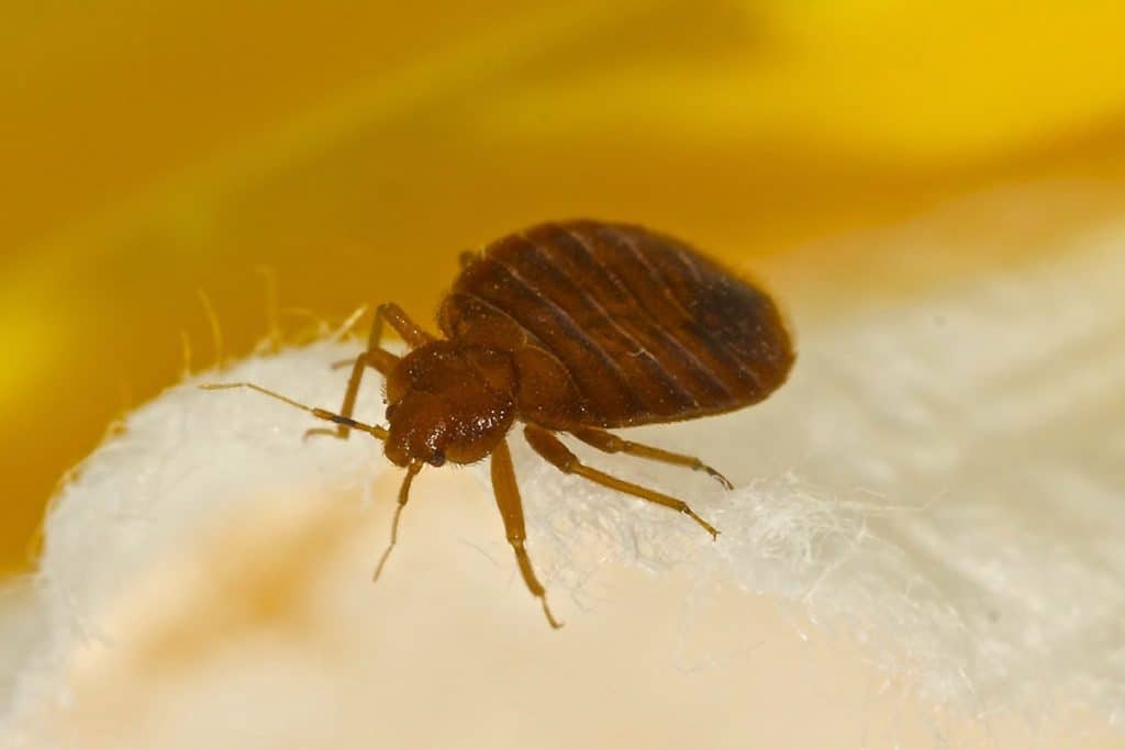 How Fast Do Bed Bugs Spread Between Rooms