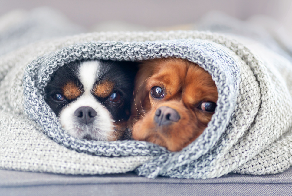 2 cute dogs snuggling together wrapped in blanket