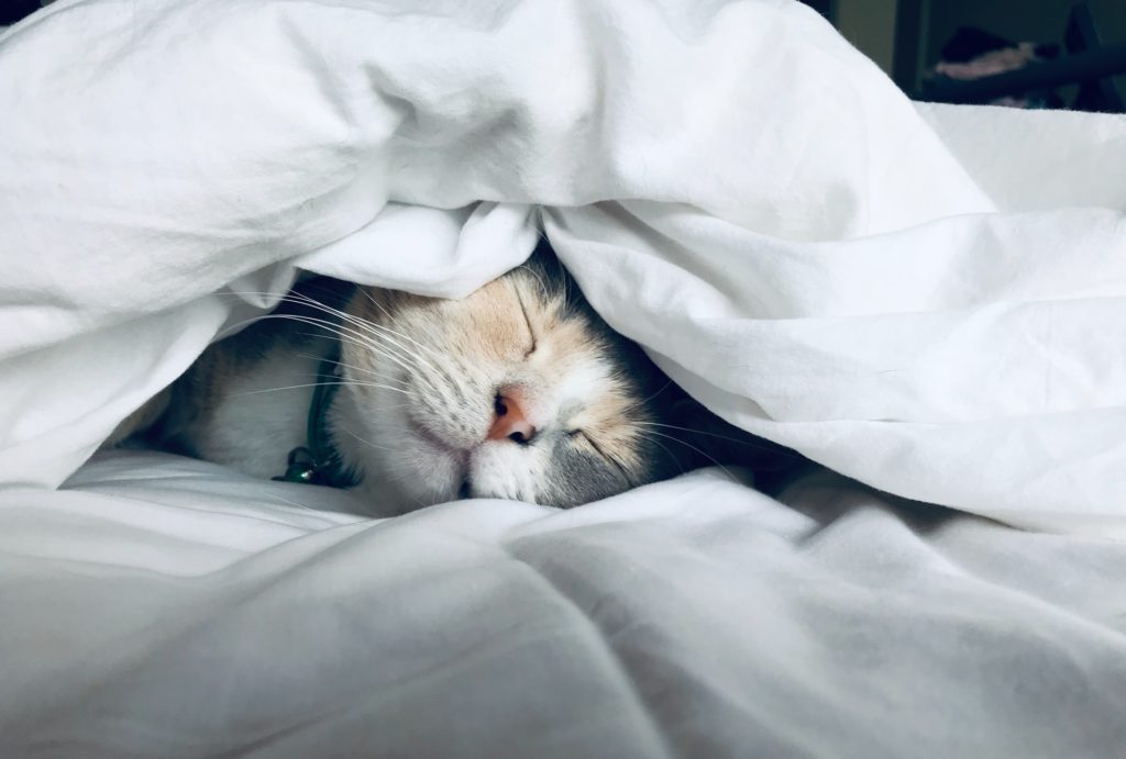 cat sleeping under silk comforter 1