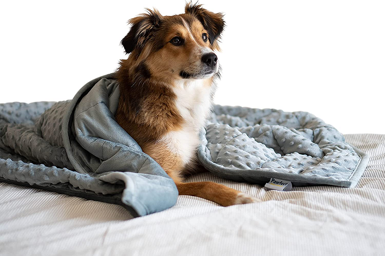 collie dog on bed under blanket