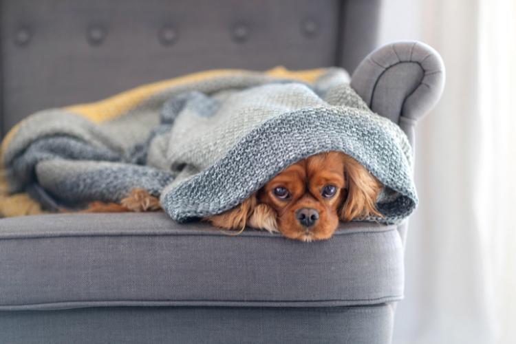 cute dog on couch under a blanket