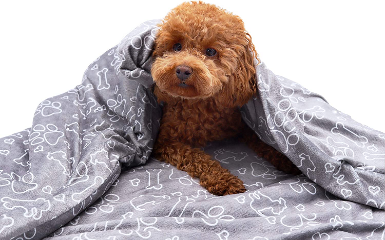 cute fluffy dog wrapped in grey blanket with bone pattern