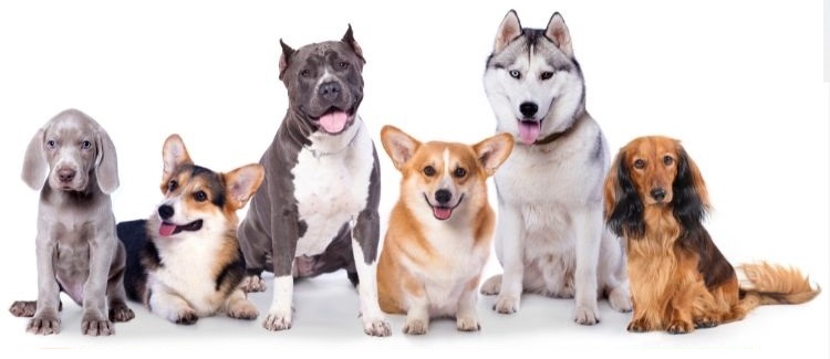 several different dogs of various breeds altogether